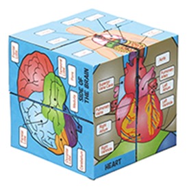 การแปลงลูกบาศก์ภาพระบบร่างกายมนุษย์ Transforming Picture Cube (Human Anatomy)