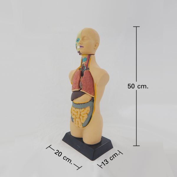 หุ่นจำลองร่างกายมนุษย์พร้อมโปรแกรมภาพ 3 มิติ 50 ซม. (Human Anatomy Model 50 cm - AR Edition) - Image 9