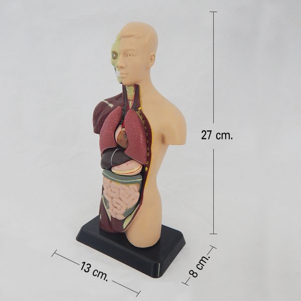 หุ่นจำลองร่างกายมนุษย์พร้อมโปรแกรมภาพ 3 มิติ 27 ซม. (Human Anatomy Model 27cm - AR Edition) - Image 9