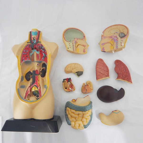 หุ่นจำลองร่างกายมนุษย์พร้อมโปรแกรมภาพ 3 มิติ 50 ซม. (Human Anatomy Model 50 cm - AR Edition) - Image 7