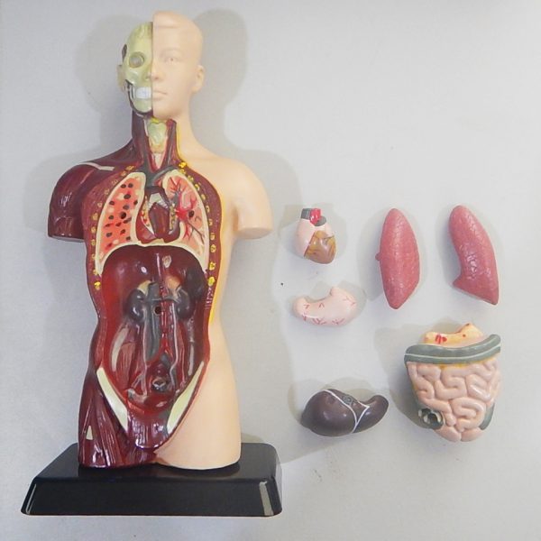 หุ่นจำลองร่างกายมนุษย์พร้อมโปรแกรมภาพ 3 มิติ 27 ซม. (Human Anatomy Model 27cm - AR Edition) - Image 8