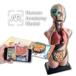 โมเดลร่างกายมนุษย์, AR