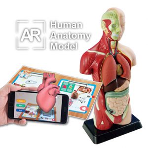 หุ่นจำลองร่างกายมนุษย์พร้อมโปรแกรมภาพ 3 มิติ 27 ซม. (Human Anatomy Model 27cm - AR Edition)