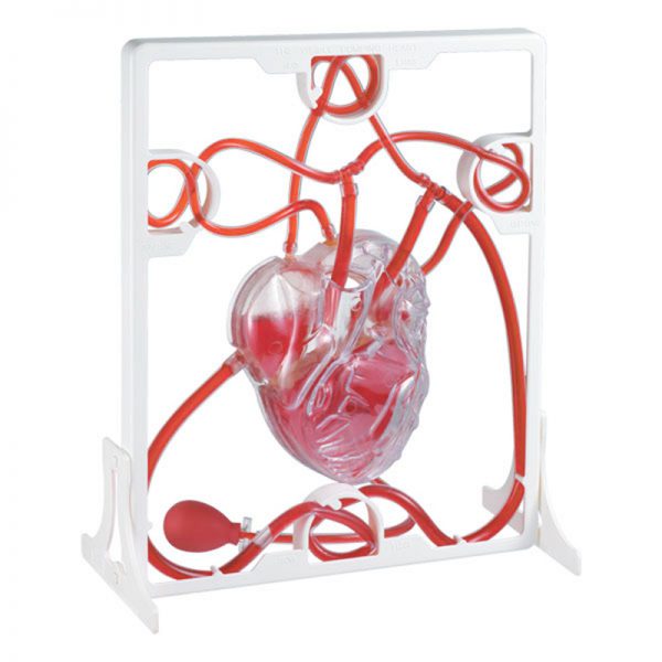 หุ่นจำลองการทำงานของหัวใจ (Pumping Heart) - Image 2