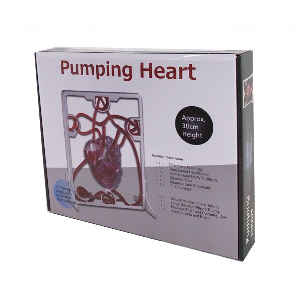 หุ่นจำลองการทำงานของหัวใจ (Pumping Heart) - Image 6