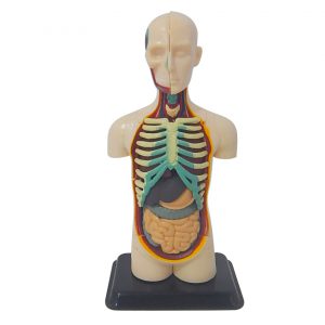 โมเดลร่างกายมนุษย์ (Human Anatomy)