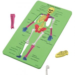 ชุดแผ่นต่อภาพระบบกระดูกมนุษย์ (Human Skeleton Puzzle)