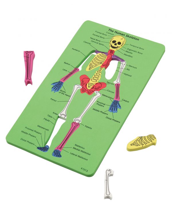 ชุดแผ่นต่อภาพระบบกระดูกมนุษย์ (Human Skeleton Puzzle)