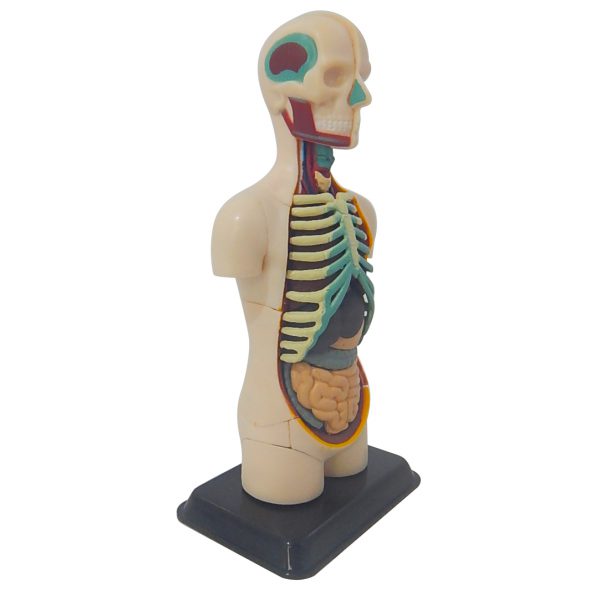 โมเดลร่างกายมนุษย์ (Human Anatomy) - Image 2