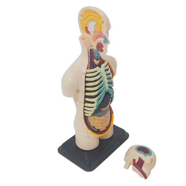 โมเดลร่างกายมนุษย์ (Human Anatomy) - Image 3