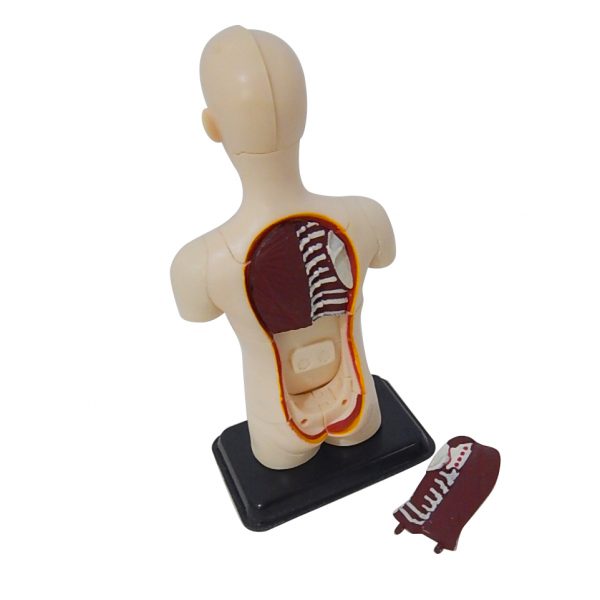 โมเดลร่างกายมนุษย์ (Human Anatomy) - Image 4