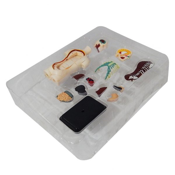 โมเดลร่างกายมนุษย์ (Human Anatomy) - Image 6