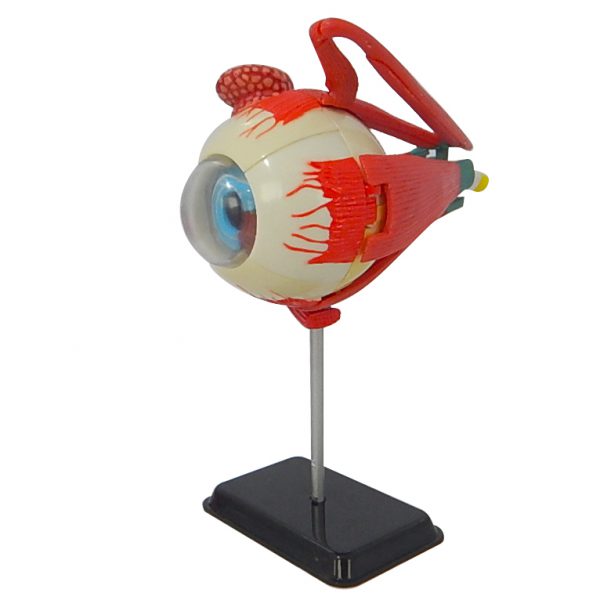 โมเดลดวงตามนุษย์ (Human Eye) - Image 2