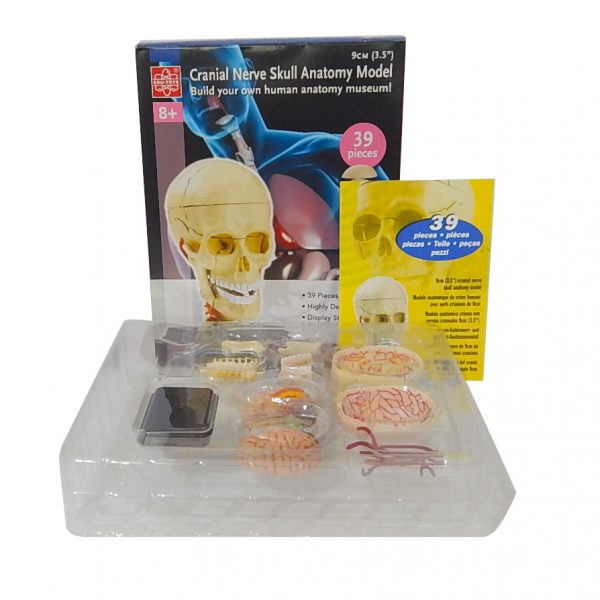 โมเดลหัวกะโหลกมนุษย์ (Human Skull) - Image 5