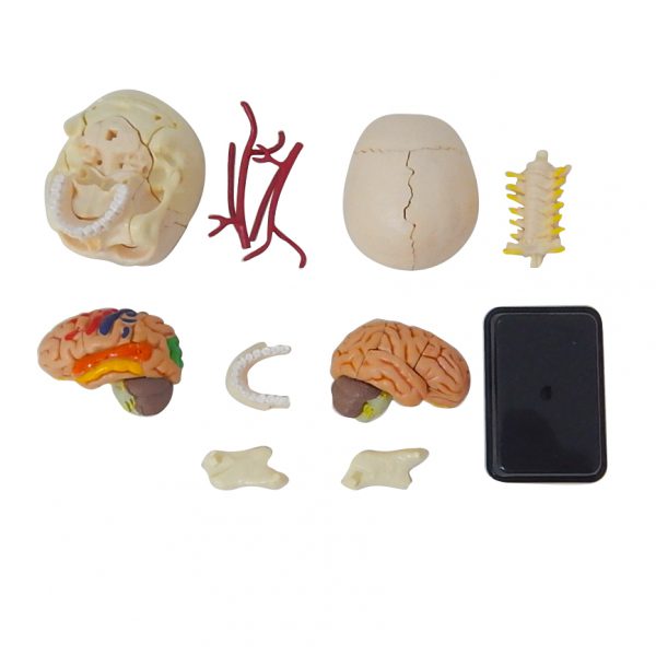โมเดลหัวกะโหลกมนุษย์ (Human Skull) - Image 6