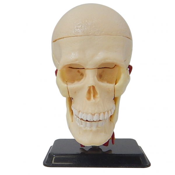 โมเดลหัวกะโหลกมนุษย์ (Human Skull) - Image 2