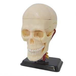 โมเดลหัวกะโหลกมนุษย์ (Human Skull)