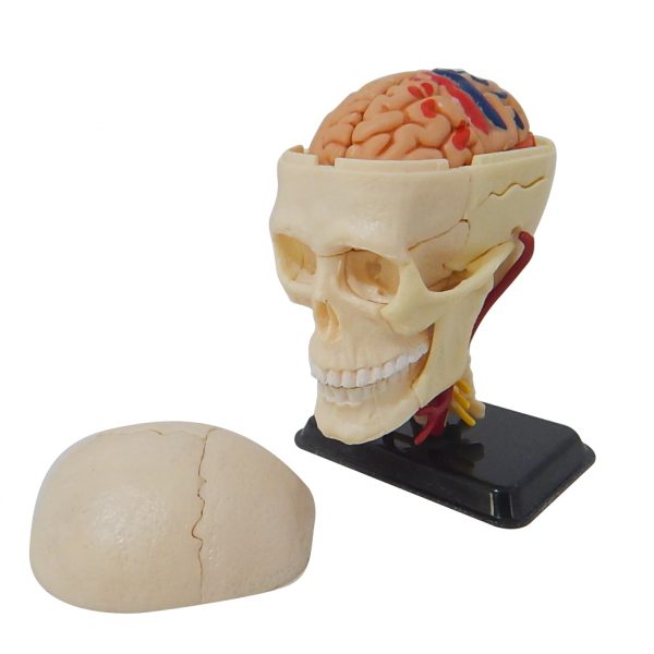 โมเดลหัวกะโหลกมนุษย์ (Human Skull) - Image 3
