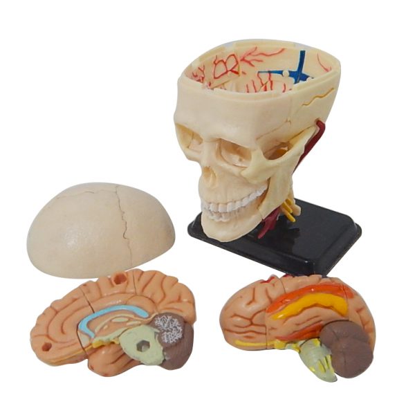 โมเดลหัวกะโหลกมนุษย์ (Human Skull) - Image 4
