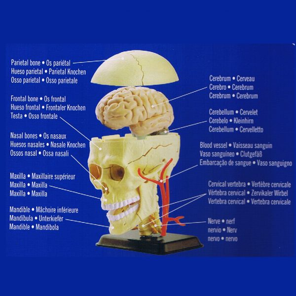 โมเดลหัวกะโหลกมนุษย์ (Human Skull) - Image 8