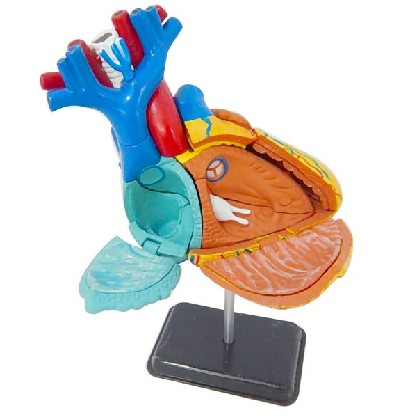 โมเดลหัวใจมนุษย์ (Human Heart) - Image 2