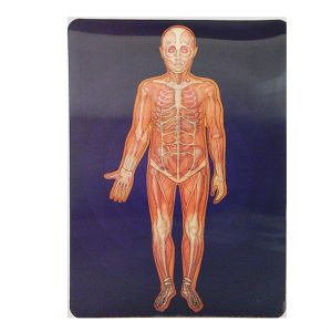ภาพเคลื่อนไหวระบบร่างกายมนุษย์ (Motion Card (Human Body))