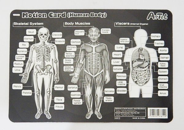 ภาพเคลื่อนไหวระบบร่างกายมนุษย์ (Motion Card (Human Body)) - Image 5