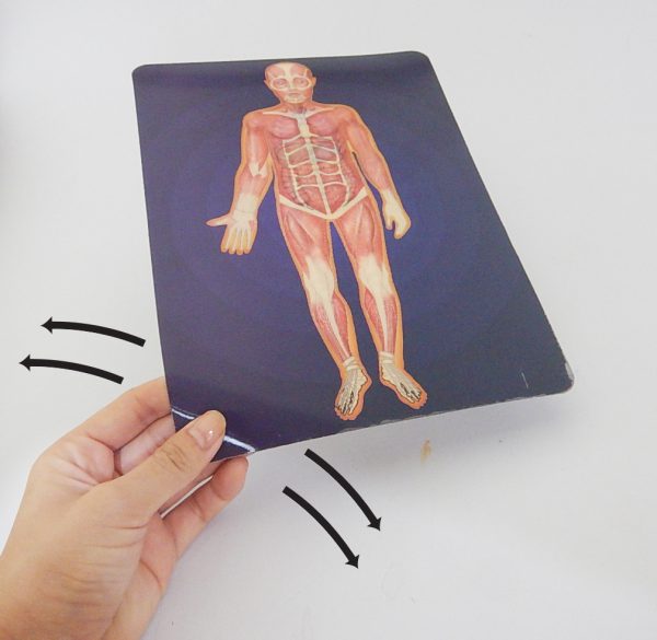 ภาพเคลื่อนไหวระบบร่างกายมนุษย์ (Motion Card (Human Body)) - Image 4