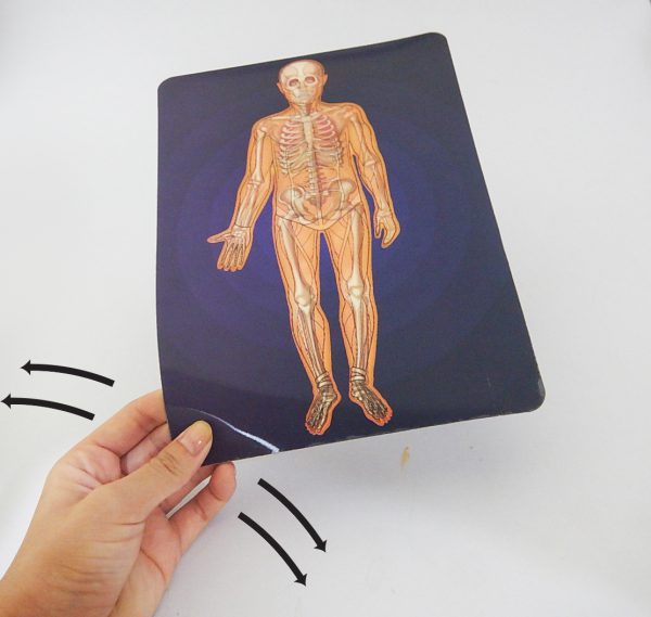 ภาพเคลื่อนไหวระบบร่างกายมนุษย์ (Motion Card (Human Body)) - Image 3