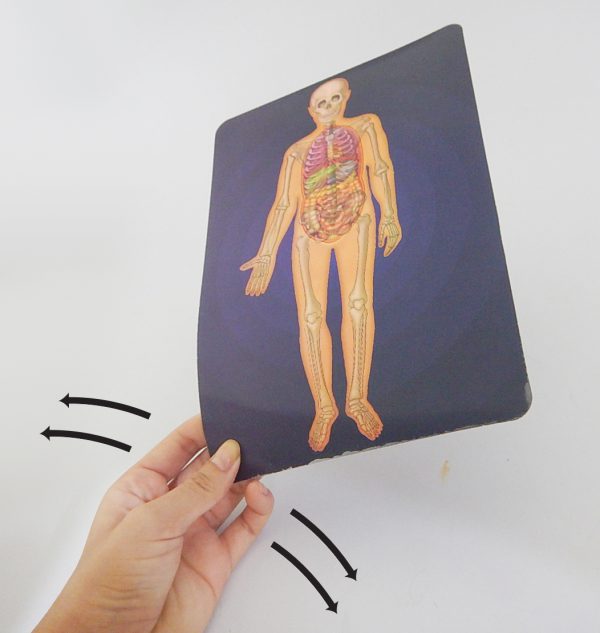 ภาพเคลื่อนไหวระบบร่างกายมนุษย์ (Motion Card (Human Body)) - Image 2