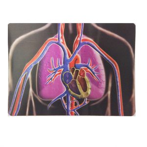 ภาพเคลื่อนไหวแสดงการสูบฉีดโลหิตของหัวใจ (Motion Card (Heart))