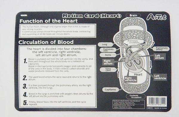ภาพเคลื่อนไหวแสดงการสูบฉีดโลหิตของหัวใจ (Motion Card (Heart)) - Image 4