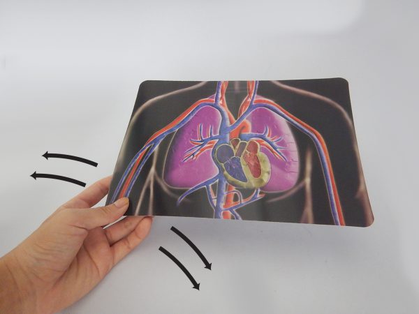 ภาพเคลื่อนไหวแสดงการสูบฉีดโลหิตของหัวใจ (Motion Card (Heart)) - Image 3