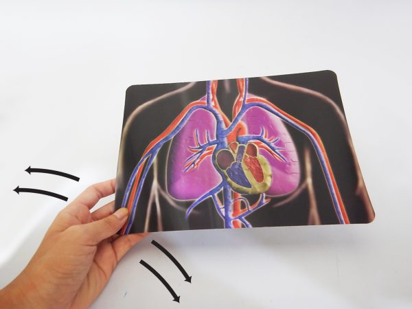 ภาพเคลื่อนไหวแสดงการสูบฉีดโลหิตของหัวใจ (Motion Card (Heart)) - Image 2