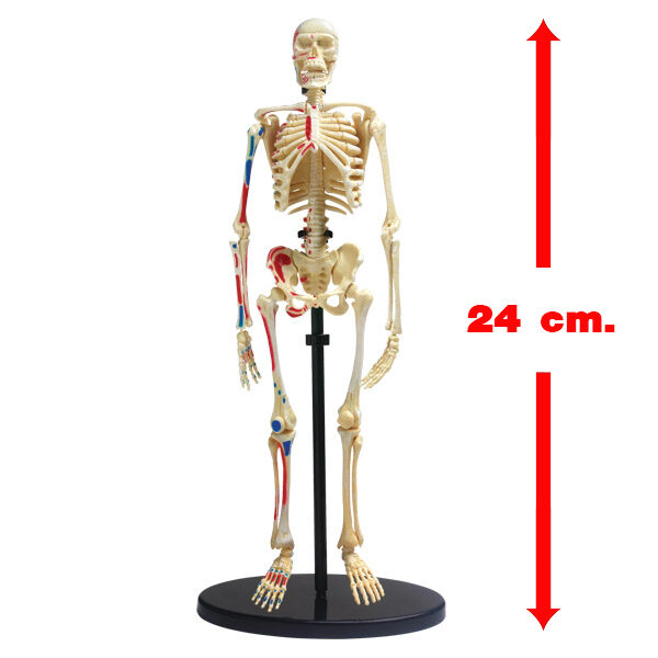 โมเดลโครงกระดูกมนุษย์ แบบประกอบเอง (Human Skeleton Model) - Image 2