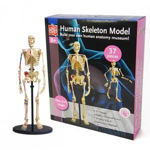 โมเดลโครงกระดูกมนุษย์ แบบประกอบเอง (Human Skeleton Model)