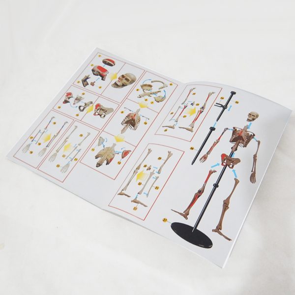 โมเดลโครงกระดูกมนุษย์ แบบประกอบเอง (Human Skeleton Model) - Image 7