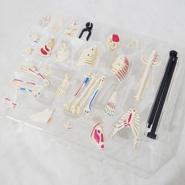 โมเดลโครงกระดูกมนุษย์ แบบประกอบเอง (Human Skeleton Model) - Image 6