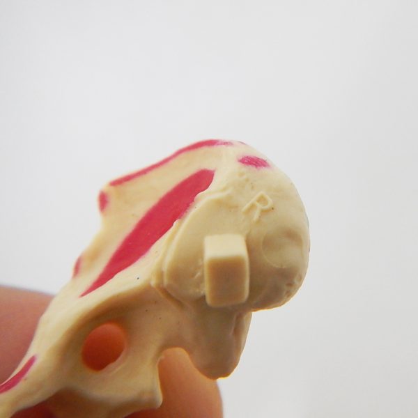 โมเดลโครงกระดูกมนุษย์ แบบประกอบเอง (Human Skeleton Model) - Image 5
