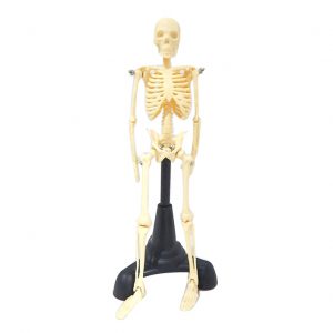 โมเดลโครงกระดูกมนุษย์สูง 18 cm (18 cm Human Skeleton Model)