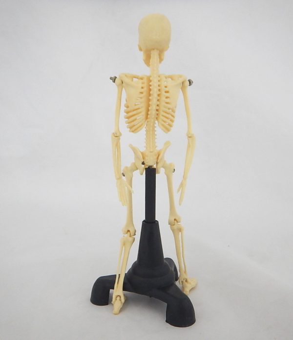 โมเดลโครงกระดูกมนุษย์สูง 18 cm (18 cm Human Skeleton Model) - Image 2