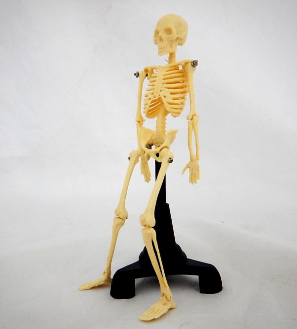 โมเดลโครงกระดูกมนุษย์สูง 18 cm (18 cm Human Skeleton Model) - Image 3