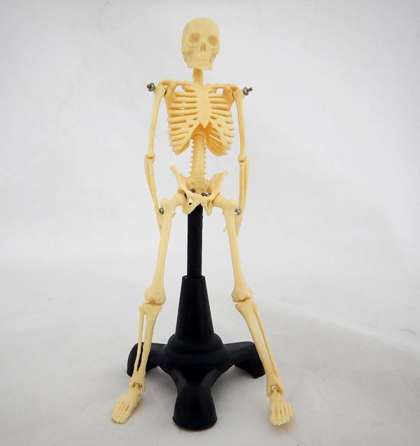 โมเดลโครงกระดูกมนุษย์สูง 18 cm (18 cm Human Skeleton Model) - Image 4