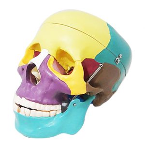 โมเดลกะโหลกศีรษะสี ขนาดเท่าของจริง (Human Skull)