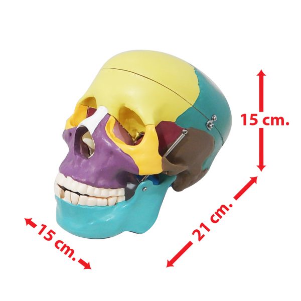 โมเดลกะโหลกศีรษะสี ขนาดเท่าของจริง (Human Skull) - Image 2