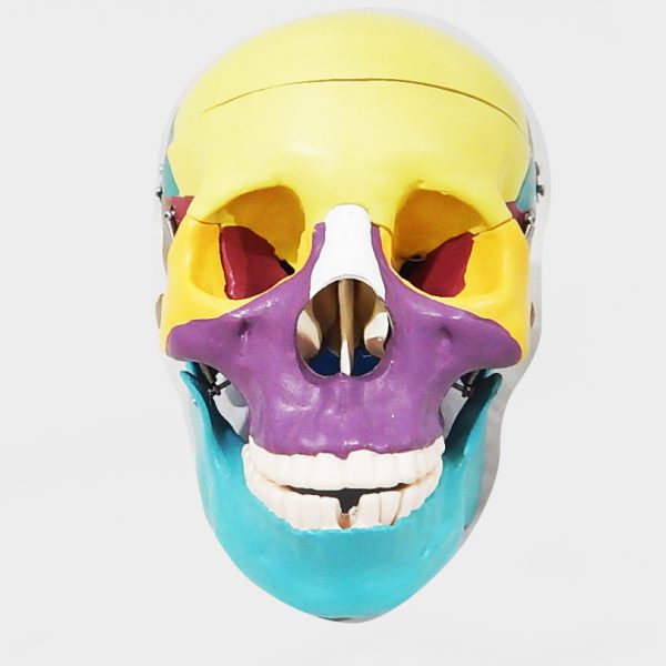 โมเดลกะโหลกศีรษะสี ขนาดเท่าของจริง (Human Skull) - Image 3