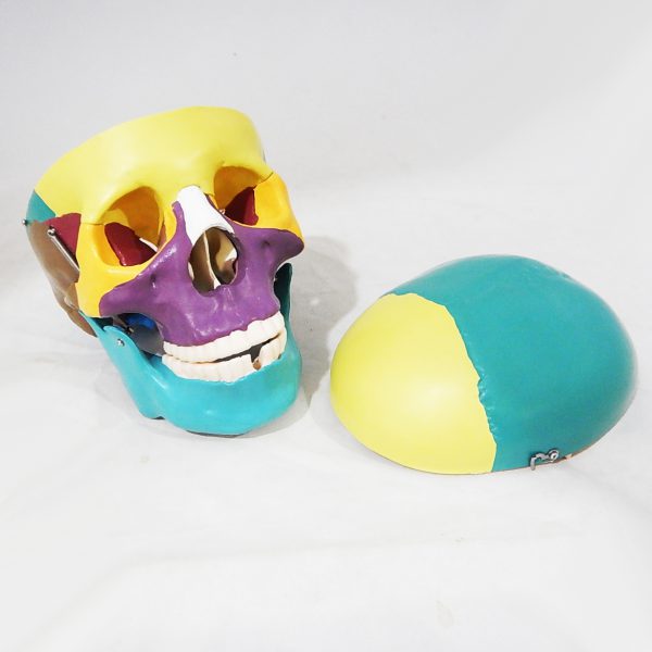 โมเดลกะโหลกศีรษะสี ขนาดเท่าของจริง (Human Skull) - Image 4