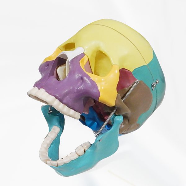 โมเดลกะโหลกศีรษะสี ขนาดเท่าของจริง (Human Skull) - Image 5