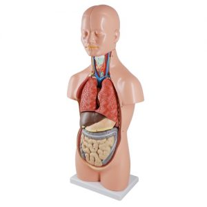 หุ่นจำลองร่างกายมนุษย์ถอดประกอบได้ 50 cm (Human Torso with Interchangeable Organ 50 cm)