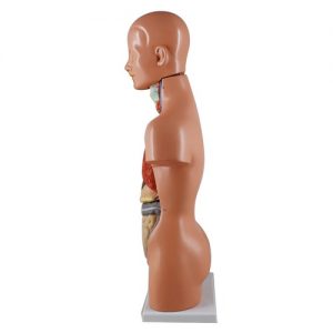 หุ่นจำลองร่างกายมนุษย์ถอดประกอบได้ 50 cm (Human Torso with Interchangeable Organ 50 cm)